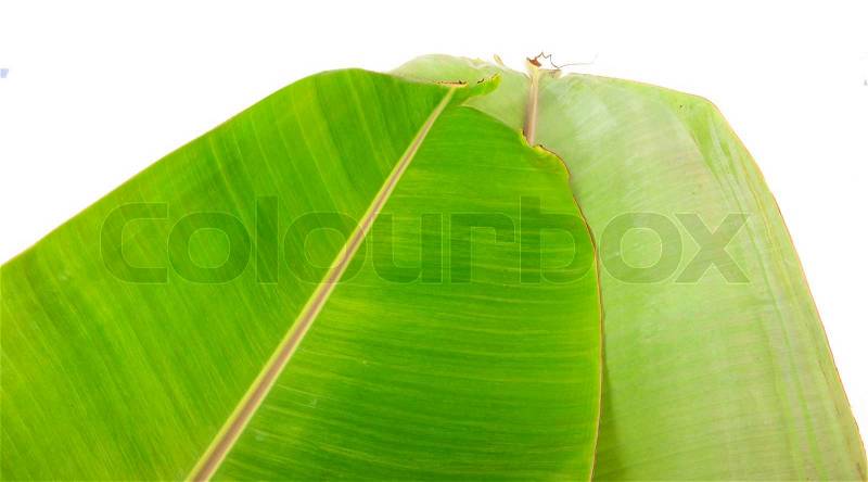 Fresh Banana Leaf Isolated, stock photo