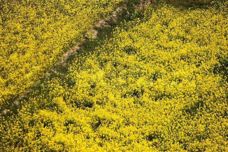 Yellow mustard flower field in srinagar, jammu, kashmir, india, stock photo