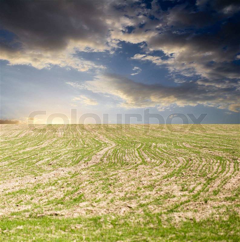 Wheat germ on the field, stock photo