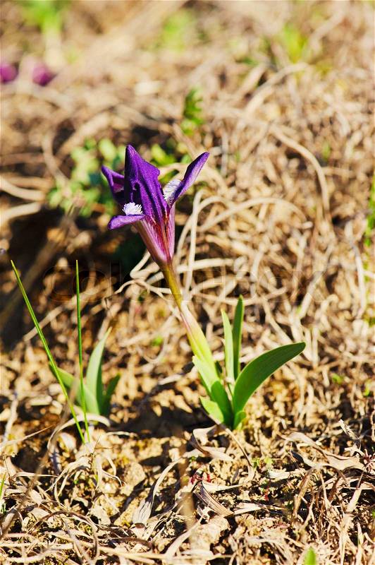 Wild violet iris flower growing in nature, stock photo