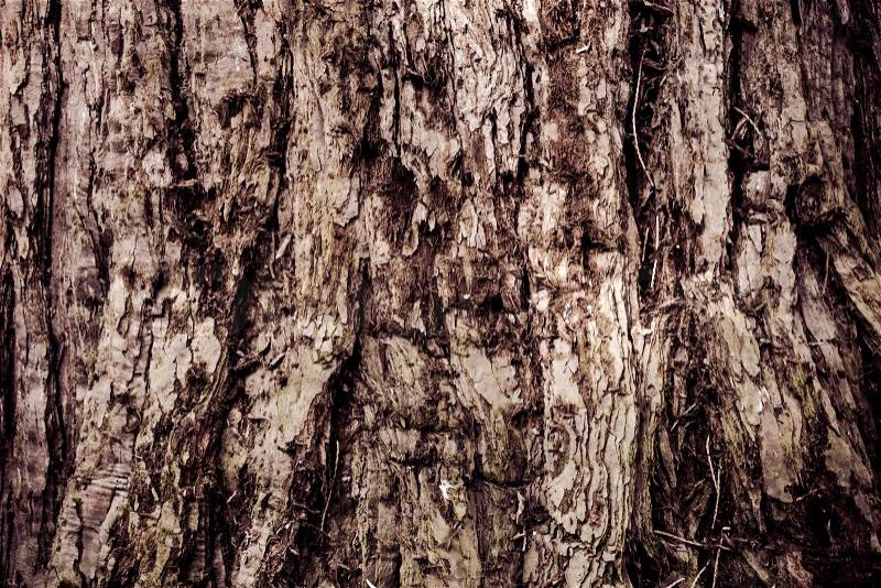 Texture Of Wood. bark of tree texture, stock photo