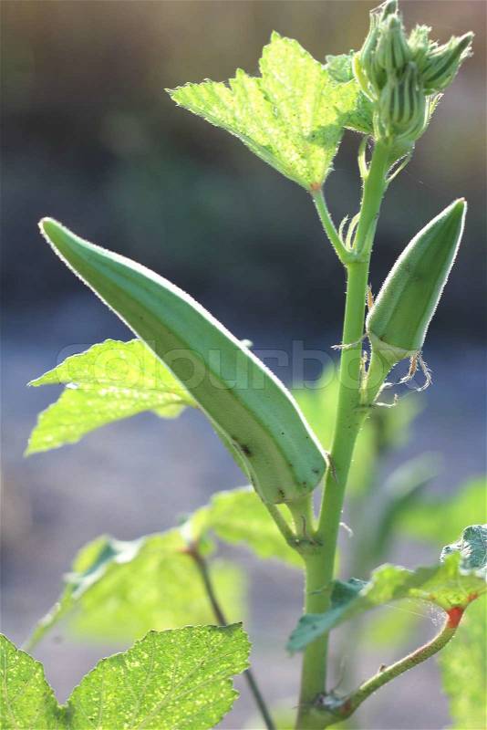 Young Okra Plant (Lady`s Finger), stock photo