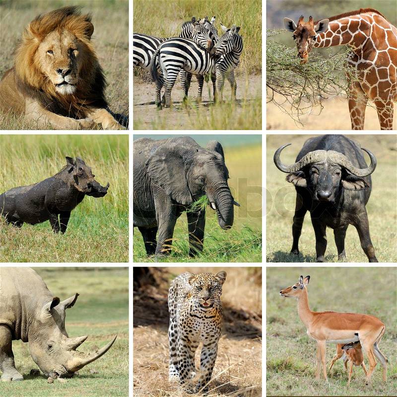 Nine african animal collage. Lion, zebra, elephant, giraffe, buffalo, warthog, rhino, leopard, impala, stock photo