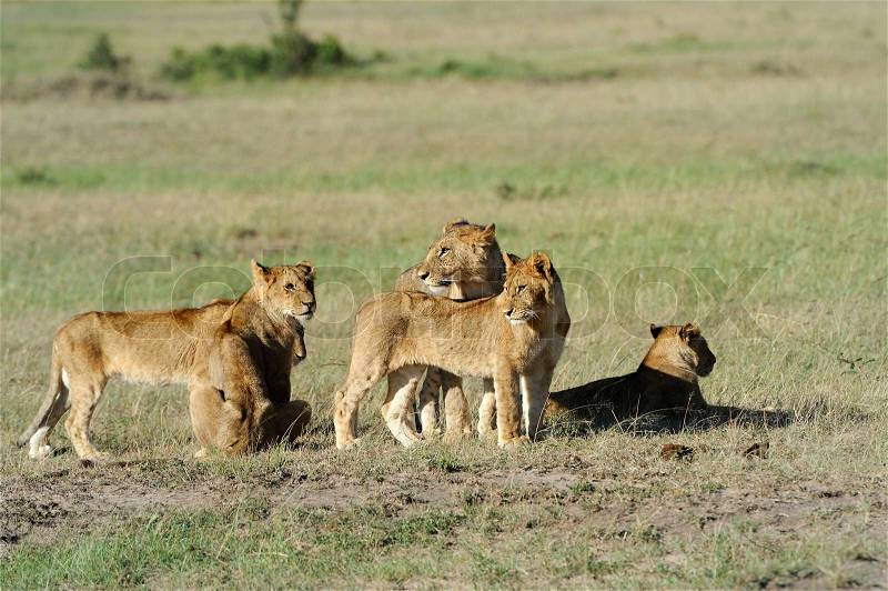 Beautiful Lion in the grass of Masai Mara, Kenya, stock photo