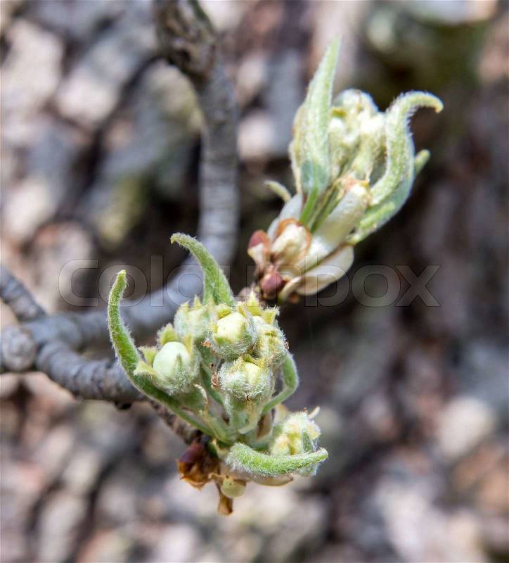 The look at buds of pear, stock photo