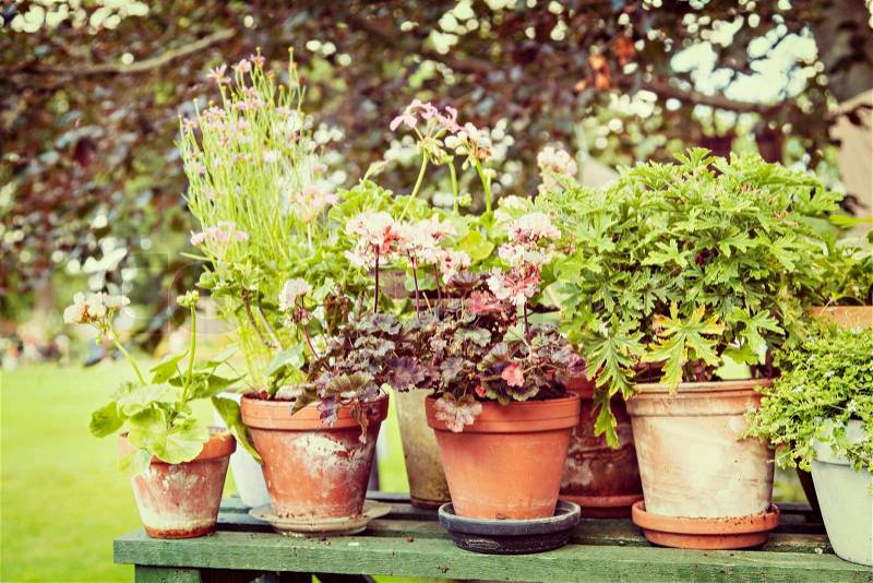 Image of rustic garden pots with geranium and other plants, stock photo
