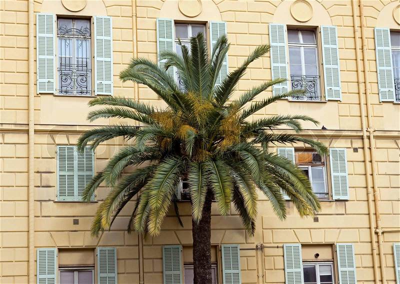 Palm tree against yellow building in city of Nice, France, stock photo