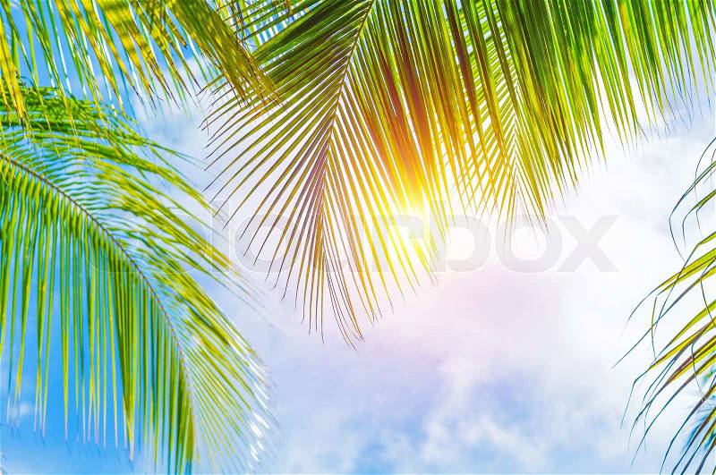 Fresh green palm tree leaves border on blue cloudy sky background, sunny day, beautiful natural wallpaper, summer holidays concept, stock photo