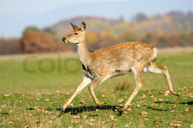 Young deer in field. Autumn day, stock photo