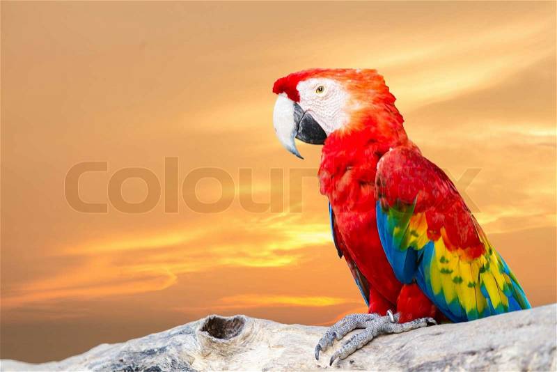 Colorful Scarlet Macaw isolated on background, stock photo