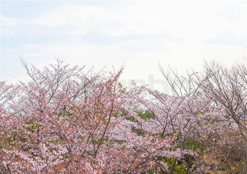 Blooming wild cherry blossoms and the sky, stock photo
