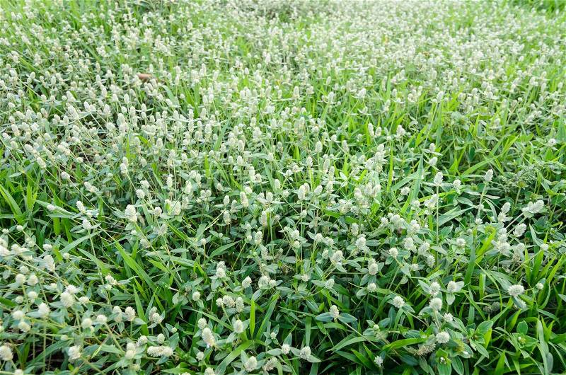 Grass bloom plant in the green nature or in the garden, stock photo