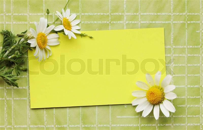 Old postcard with daisies on a green background, stock photo