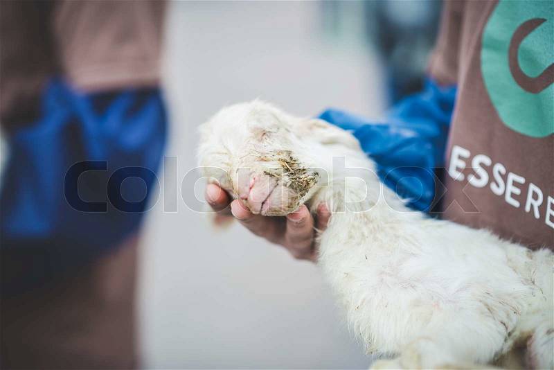 MILAN, ITALY - APRIL 13: Essere Animali protest on April, 13 2014: a group of activists of animal rights association \'Essere Animali\' performed with real dead lambs in city center before easter, stock photo