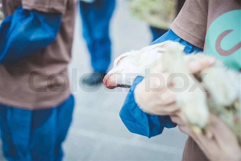 MILAN, ITALY - APRIL 13: Essere Animali protest on April, 13 2014: a group of activists of animal rights association \'Essere Animali\' performed with real dead lambs in city center before easter, stock photo