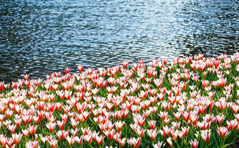 Beautiful red-white varicolored tulips in the spring time near pond, stock photo