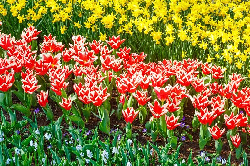 Beautiful red-white tulips and yellow narcissus (nature spring background), stock photo