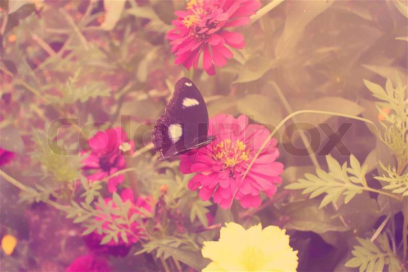 Pink Zinnia flower and butterfly in garden,vintage filter effect, stock photo