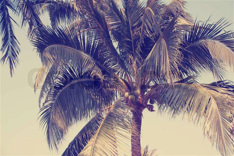 Vintage coconut palm tree, stock photo