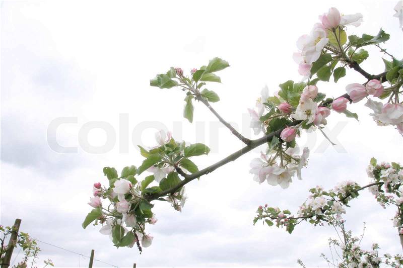Dreaming about branches with pink blooming flowers and buds from the apple tree in the garden in spring, stock photo