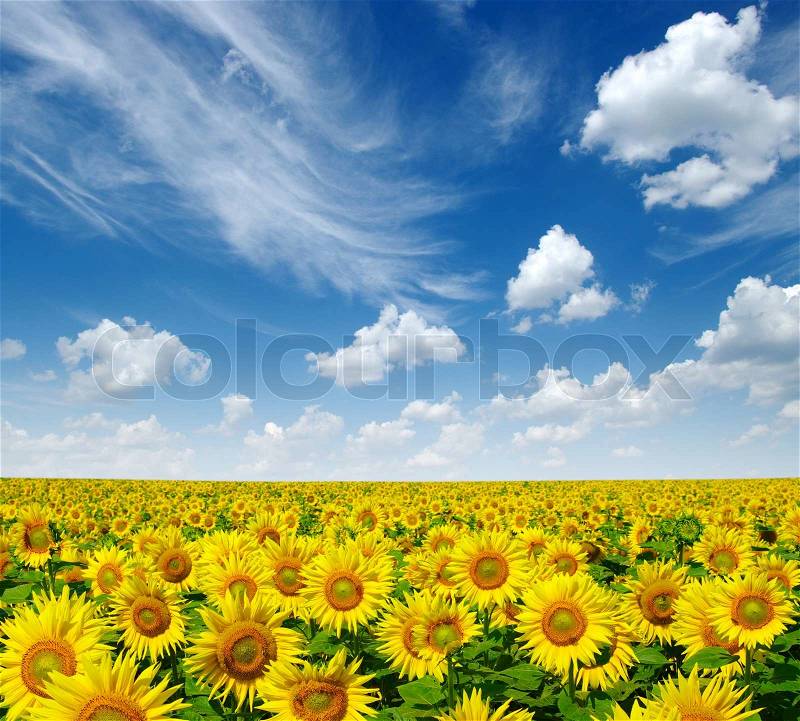 Sunflowers field on cloudy blue sky , stock photo