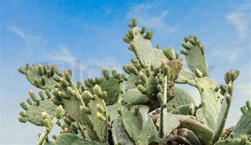 Cactus on white background, stock photo