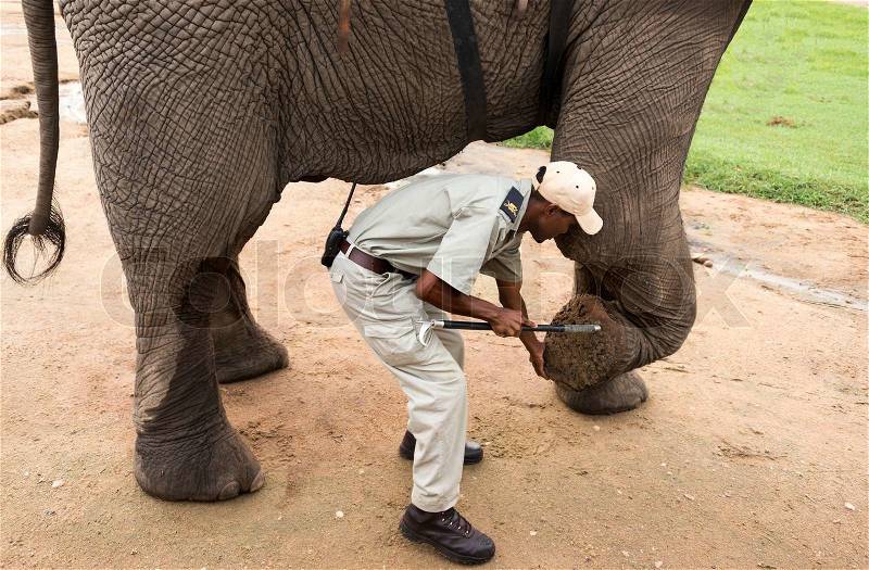 Rangers explain about the elephant legs during safari nature reserve south africa, stock photo