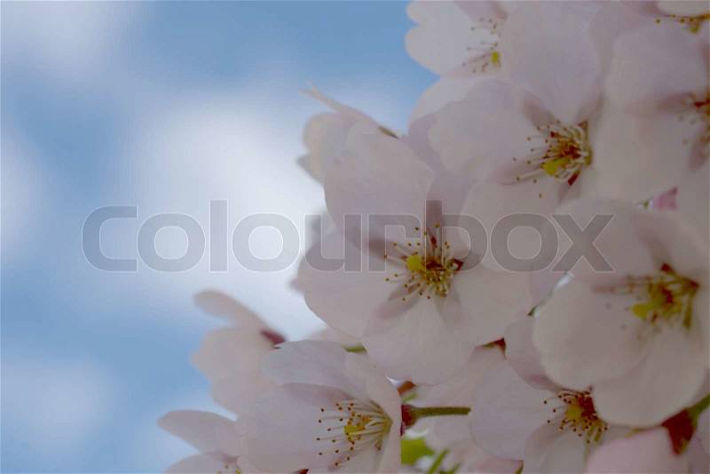 Cherry plum blossom, close up. Mirabel blomster, tæt på. Macro, stock photo