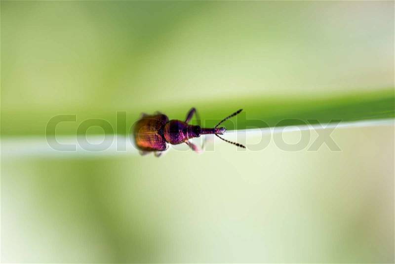 Small insect in nature. macro, stock photo