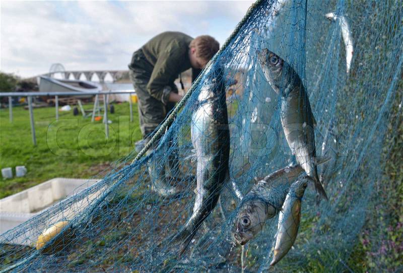 Taking herrings out of the net. Two men working hard after a great catch in the Baltic, Denmark, stock photo