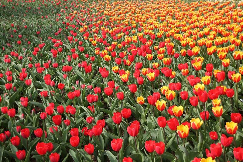 A field of blooming tulips in colours like red or red and yellow in the beautiful park in spring, nice place to be, stock photo