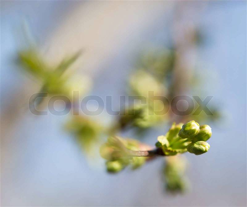 Buds on a tree branch. macro, stock photo