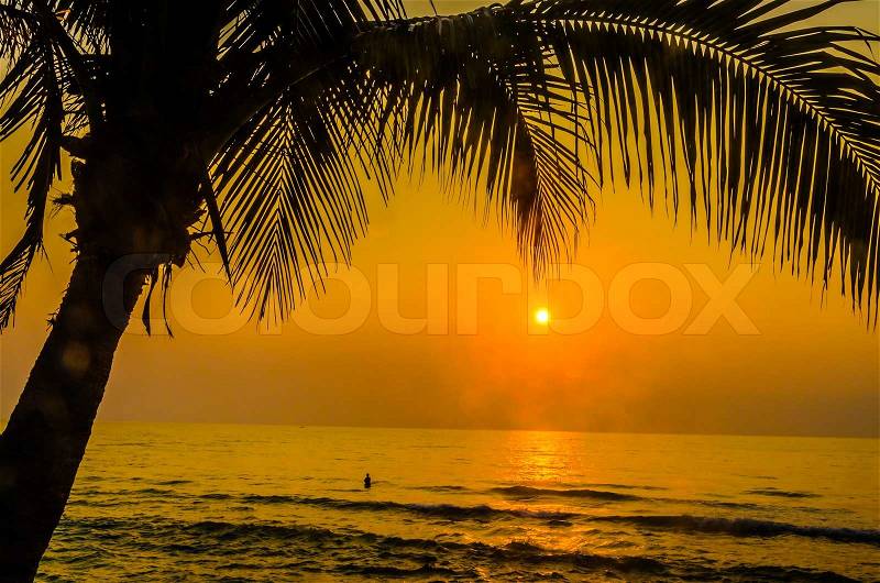 Silhouette palm sunset, stock photo