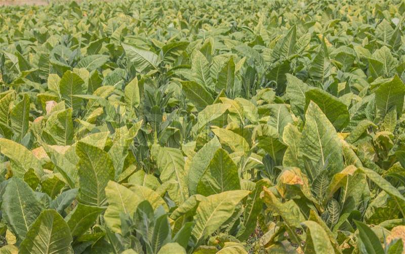Farm tobacco plants are flowering, stock photo