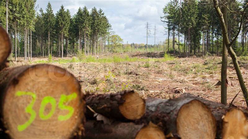 Forrest industry, stacked timber in a dutch forrest, selective focus, stock photo