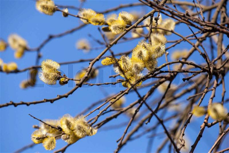 Yellow willows flowers above blue sky in spring forest, stock photo