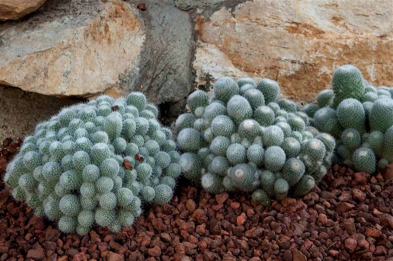 Cactus plant on red rock, stock photo