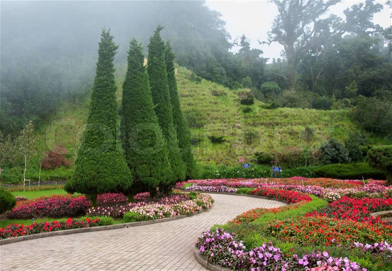 Flower garden and mist background from inthanon national park, stock photo
