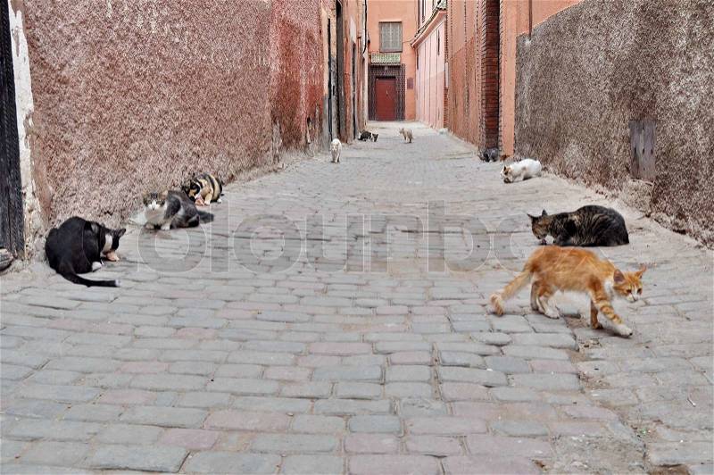 Many cats on the streets of Marrakech, Morocco, stock photo