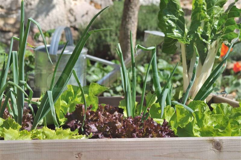 Little vegetable garden square with lettuce, onions and chard, stock photo
