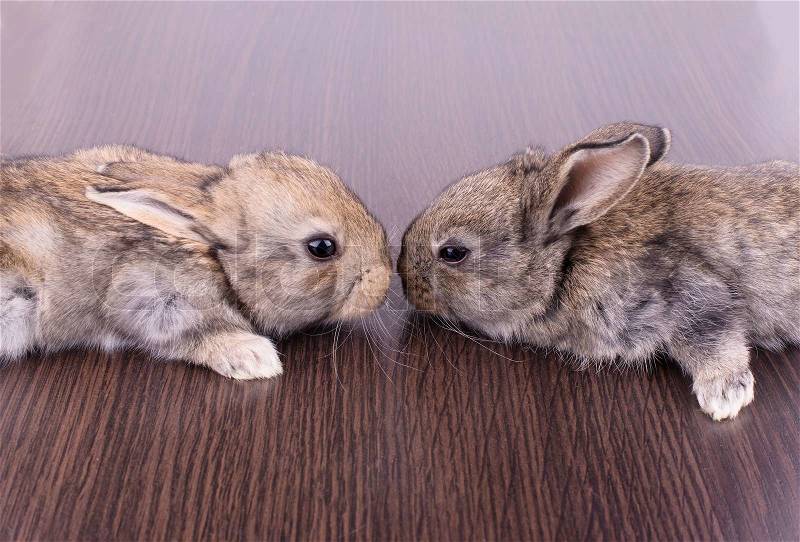 Two gray rabbit play with each other while sitting on a brown wooden surface, stock photo