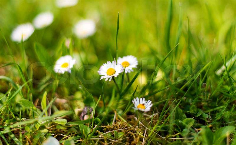 Spring meadow with flowers and green grass, stock photo