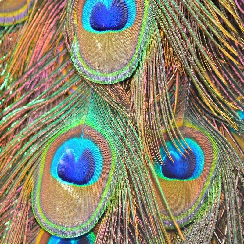 Colorful plumage of male Green Peafowl feathers background , stock photo