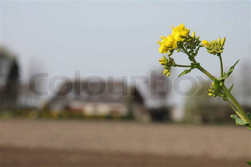 Spring, blooming rapeseed and in the background vacant land and a farm in the countryside, stock photo