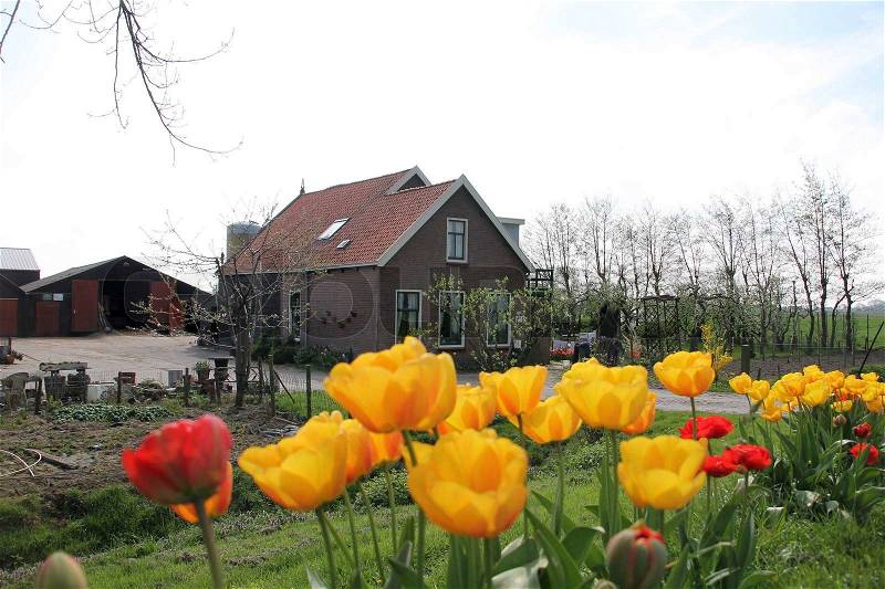 Farm, barn and blooming tulips, in colours like red and yellow, in the country in wonderful spring, nice sight, stock photo