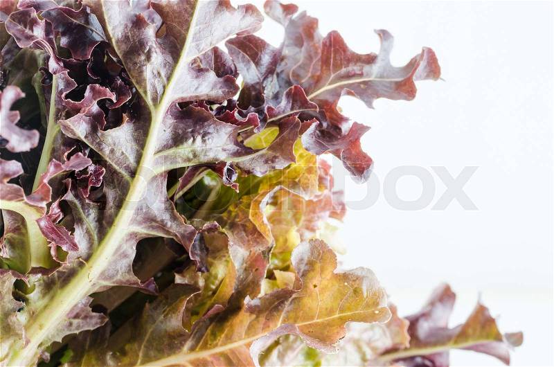 Hydroponics red oak vegetable salad in the organic nature, stock photo
