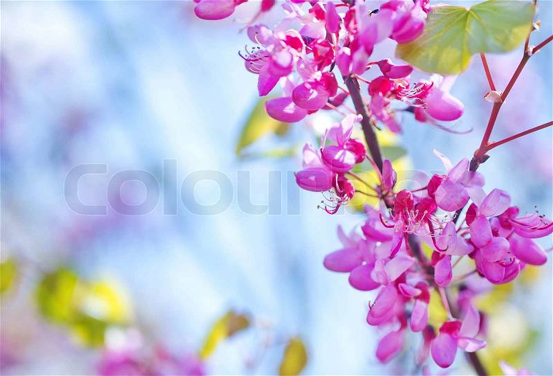 Pink flowers, stock photo