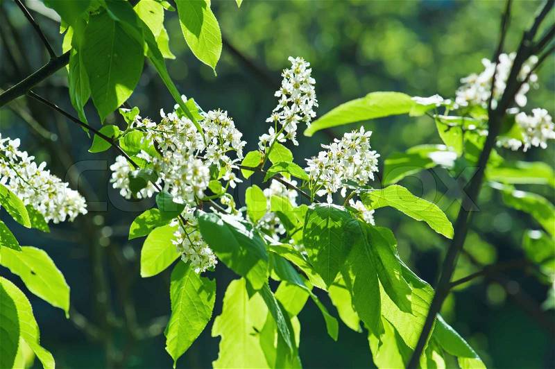 Bird-cherry tree flowers, natural sunny floral background, stock photo