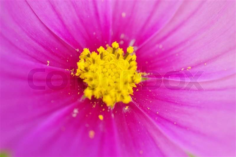 The cosmos flower, beautiful cosmos flowers with color filters and noon day sun. , stock photo