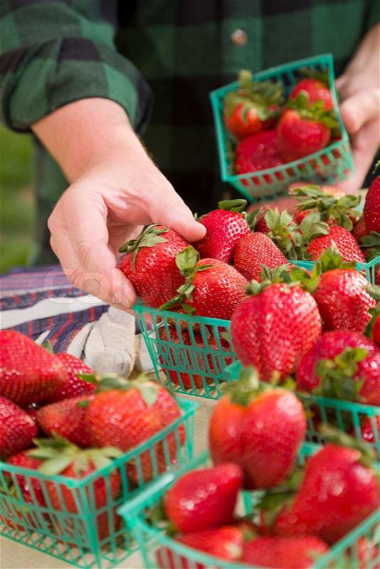 Farmer Gathering Fresh Red Strawberries in Baskets, stock photo
